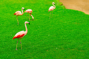 Closeup of beautiful flamingos group walking on the grass in the park. Vibrant bird on a green lawn on a sunny summer day. Flamingo elegant walking.