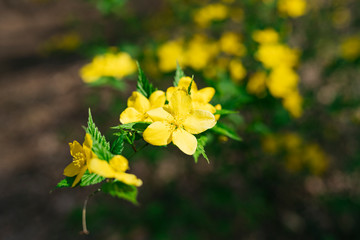 ハイキングで見つけた植物