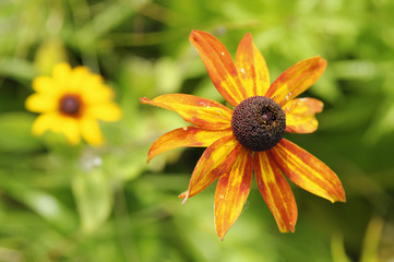 Rudbeckia fulgida, the orange coneflower or perennial coneflower, is a species of flowering plant in the family Asteraceae, native to eastern North America. Overblown wild flowers. Slovakia.
