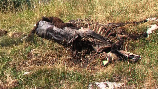 Eaten cadaver of sheep lying in grass after wolf attack, sunny day