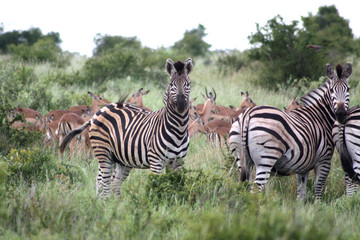 Fototapeta na wymiar Zebras im Swaziland