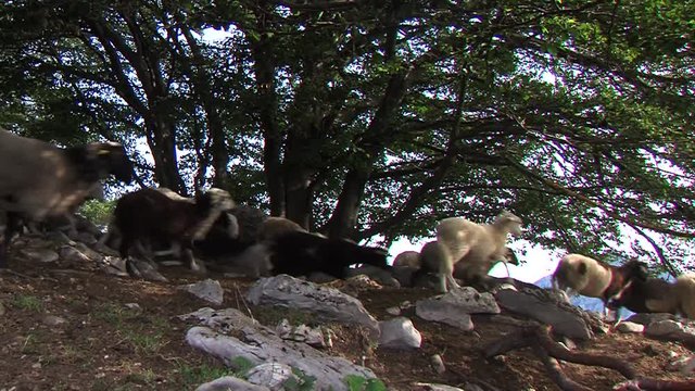 Scared flock of sheep running fast in forest jumping over rocks, wide shot