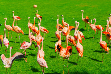 Beautiful large flamingos group walking on the grass in the park. Vibrant bird on a green lawn on a sunny summer day. Flamingo elegant walking. View from the back.
