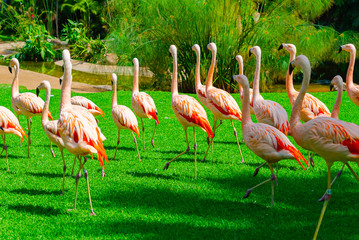 Beautiful large flamingos group walking on the grass in the park. Vibrant bird on a green lawn on a sunny summer day. Flamingo elegant walking. View from the back.