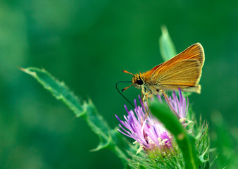 butterfly on flower