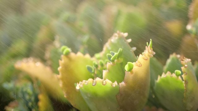 Close-up of spraying water on Kalanchoe in slow motion. Gardening Kalanchoe flower.