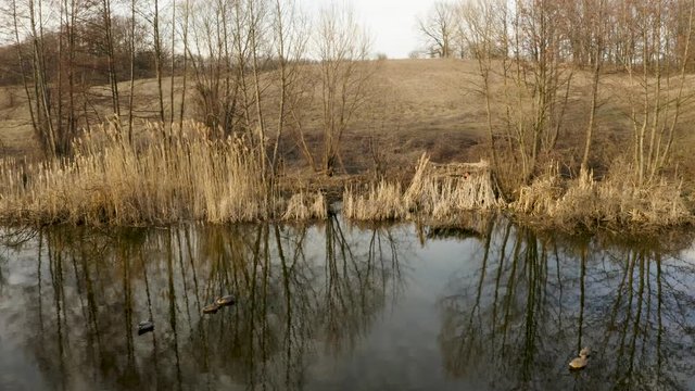 Spring duck hunting, a hunter hidden in a hut on the river shoots a rifle at wild drakes, aerial video