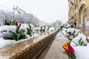 Tulip in snow at spring in Pecs, Hungary