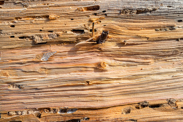 Naklejka premium Background made of wood damaged by bark beetles, visible canals and tunnels.