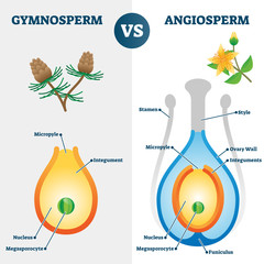 Gymnosperm vs angiosperm vector illustration. Labeled educational scheme. - obrazy, fototapety, plakaty