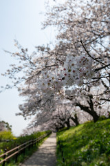 権現堂桜堤 埼玉県幸手市