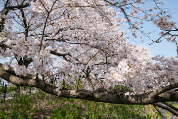 権現堂桜堤 埼玉県幸手市