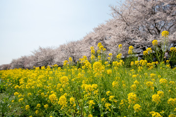 Fototapeta premium 権現堂桜堤 埼玉県幸手市