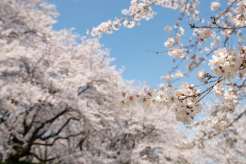 桜と青空 権現堂桜堤にて 埼玉県幸手市
