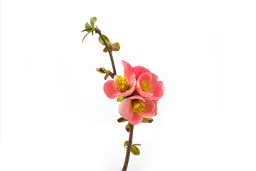 Naklejka na ściany i meble Blossom rose tree flower in the spring on a white