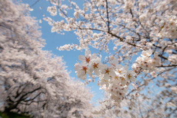 桜と青空 権現堂桜堤にて 埼玉県幸手市
