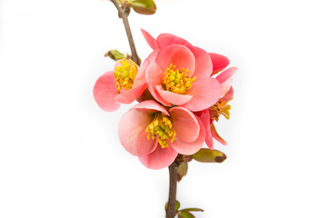 Fototapeta premium Blossom rose tree flower in the spring on a white