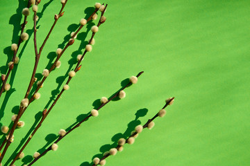 Easter plants on a paper green background