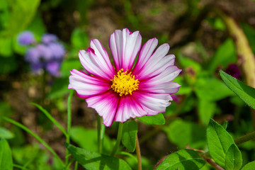 Obraz premium Weißlilafarbene Kosmea