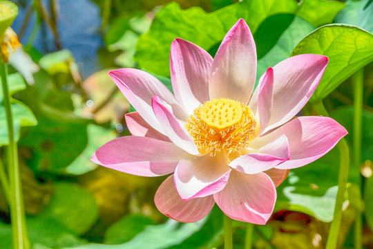 Belle fleur de lotus par temps ensoleill&eacute;