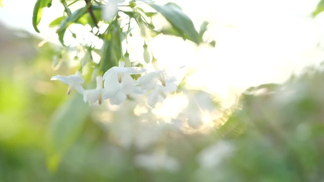 Moke or Wrightia religiosa white flower swaying in the wind, Close-up of white flower with sunset
