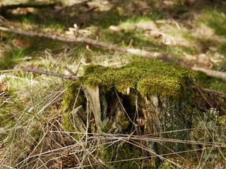 Baumstumpf im Unterholz