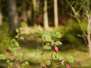 Blüte im Unterholz
