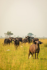 African buffalo or Cape buffalo (Syncerus caffer), Murchison Falls National Park, Uganda.