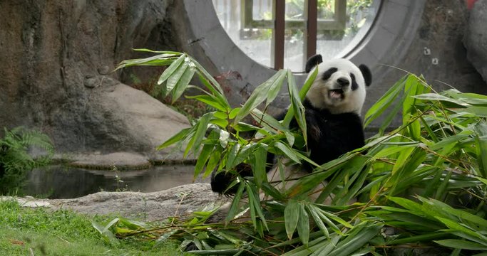 Cute panda eat bamboo at zoo