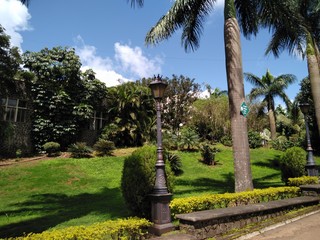 Palm tree in the Park