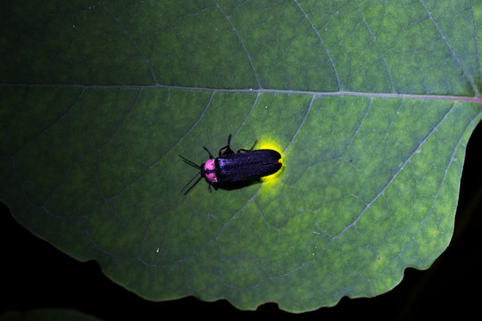 「ヘイケボタル」の写真素材 228件の無料イラスト画像 Adobe Stock