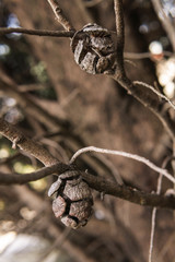 Branch of Mediterranean cypress with round cones seeds against sun on blurred spring green bokeh. Cupressus sempervirens, Italian cypress or pencil pine in city of Tuapse. Soft selective focus