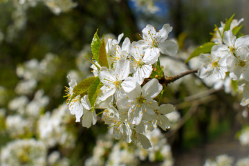  blooming trees in the garden