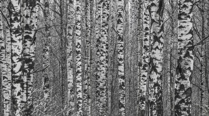 birch tree trunks black and white background