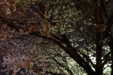 夜桜１