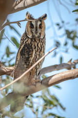Long eared Owl in its habitat rare in middle east