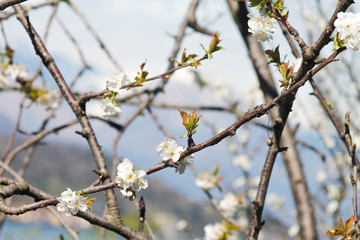 Flowers in spring on a tree in front of Lake Como