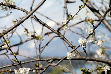 Flowers in spring on a tree in front of Lake Como