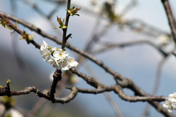 Flowers in spring on a tree in front of Lake Como