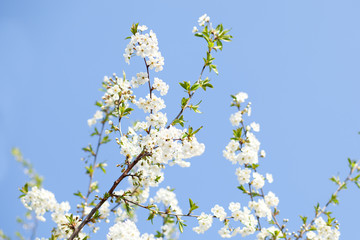 Spring blossom with blue sky an white flowers on a beautiful spring day. Beautiful cherry blossom sakura in spring time over blue sky. Beautifully blossoming tree branch apple. Easter. Allergy season	