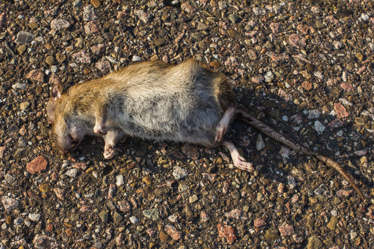 Dead rat on the country road.