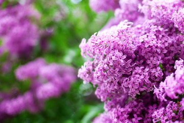 Blossom lilac flowers in spring in garden. branch of Blossoming purple lilacs in spring. Blooming lilac bush.  Blossoming purple and violet lilac flowers. Spring season, nature background. aroma, 