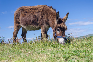 Donkey grazing in grass meadow