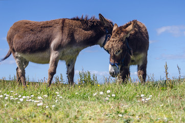 Two donkeys grazing in the field