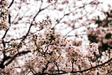 Obraz premium cherry blossom in spring
