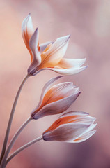 Fototapeta na wymiar Tulipany botaniczne Tarda