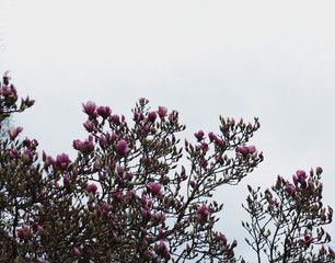 árbol de magnolia en flor
