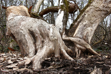 In thickets near to water the willow lies. The bark from a trunk was eaten by a beaver.