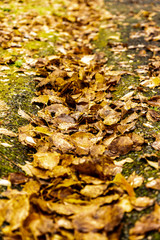 autumn leaves on ground