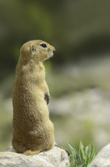 Ground Squirrel ( Gelengi / Spermophilus citellus ) Aladaglar National Park, Nigde / Turkey.